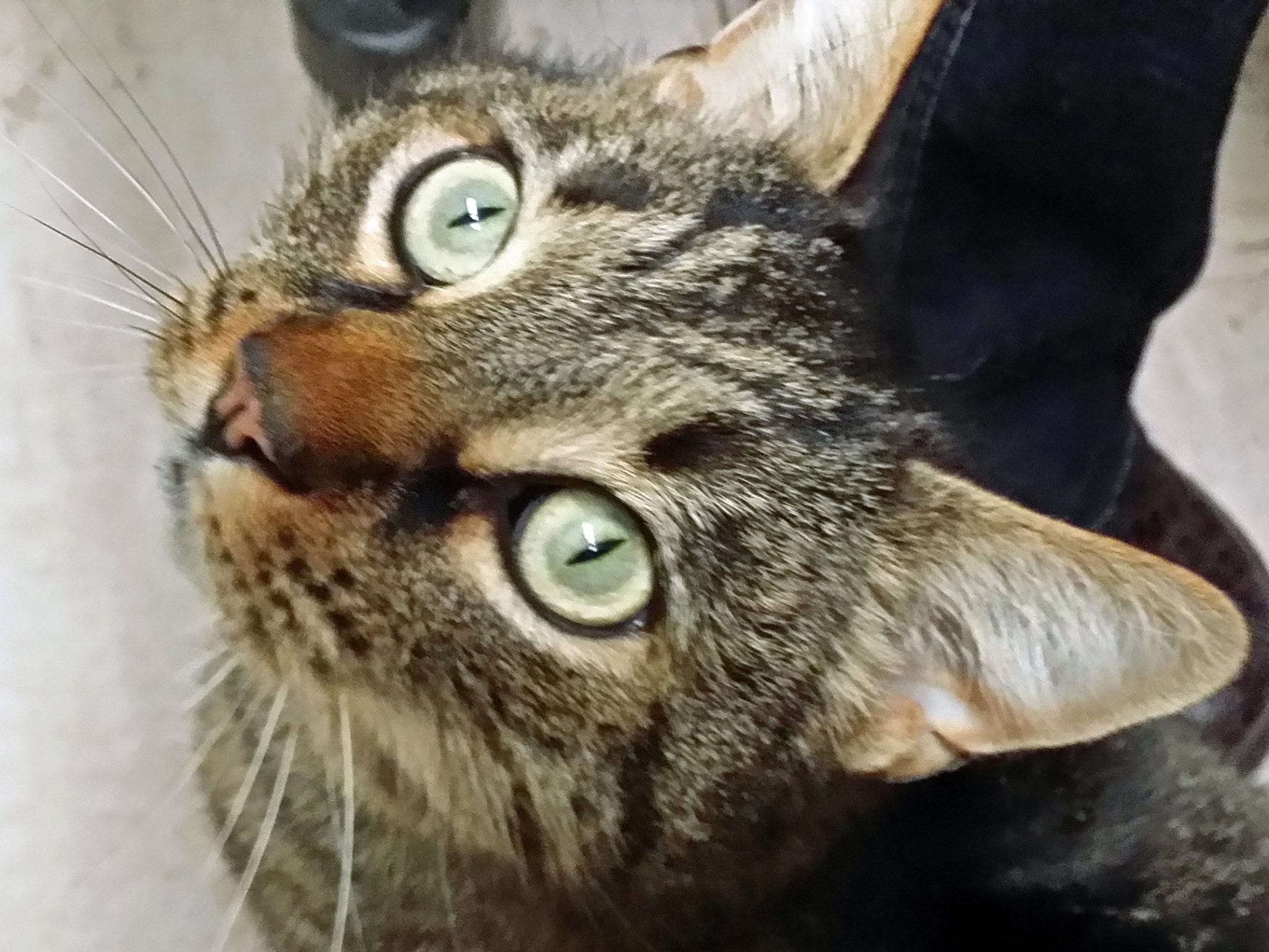 franklin county humane society cats